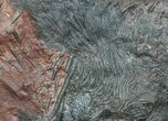 Large, x Scyphocrinites Crinoid Plate - Morocco #45214-3